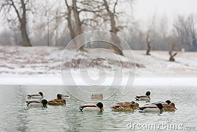 Flock of ducks in nature Stock Photo