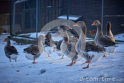 Flock of ducks standing on snow covered ground Stock Photo