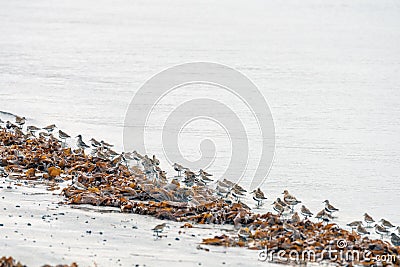 A flock of dunlins on shore in the water among tare. Stock Photo