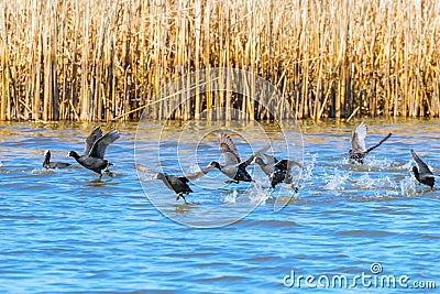 Flock of Eurasian Coots taking off over water Stock Photo