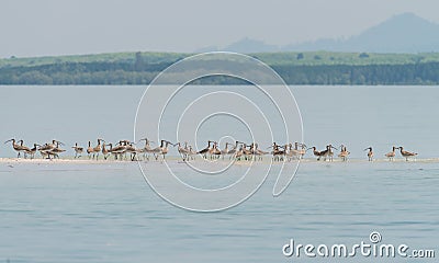 Flock of Eurasian Curlew migrated from the north land to Libong island. Stock Photo