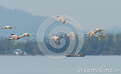 Flock of Eurasian Curlew migrated from the north land to Libong island. Stock Photo