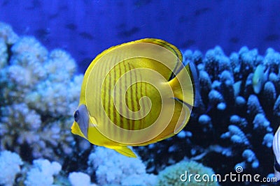 A flock of fish of different colors Stock Photo