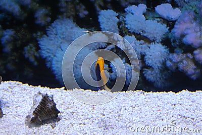 A flock of fish of different colors Stock Photo