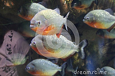 A flock of fish of different colors Stock Photo