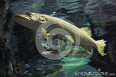 A flock of fish of different colors Stock Photo