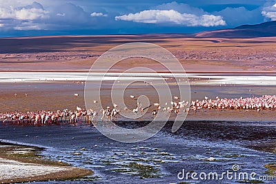 Flock of flamingoes in a lagoon in the bolivian plateau Stock Photo