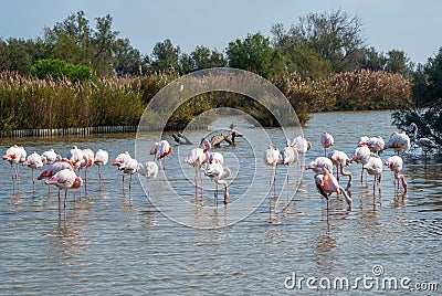 Flock of Flamingos, Camargue, France Stock Photo