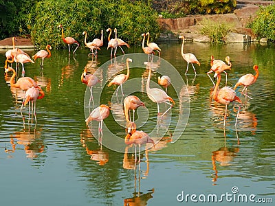 Flock flamingos in water Stock Photo