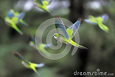 Flock of parrots in flight Stock Photo