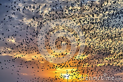 Flock of flying birds Stock Photo