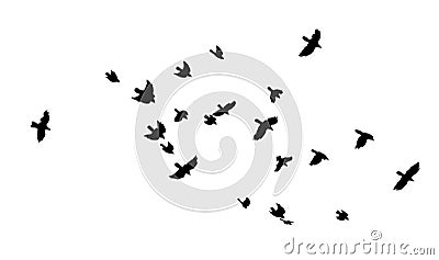 A flock of flying birds. A large flock of flying crows. Vector illustration Vector Illustration