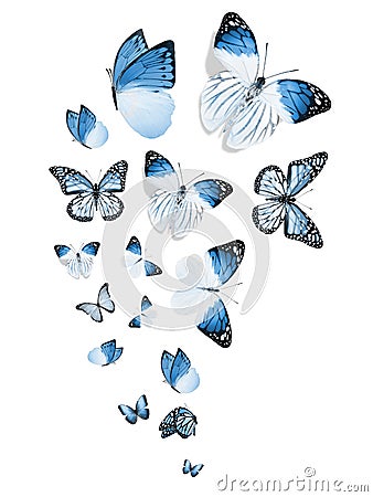 Flock of flying butterflies isolated on white Stock Photo