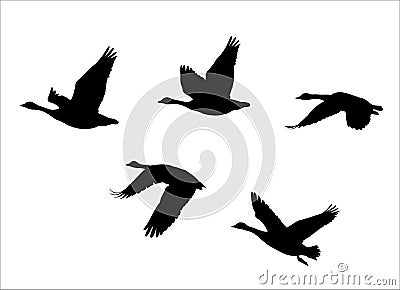 Flock of flying canadian geese Canada Goose Vector Illustration