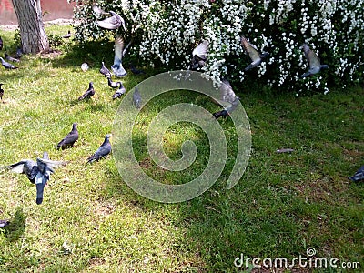 A flock of flying pigeons in different directions on a background of green grass Stock Photo