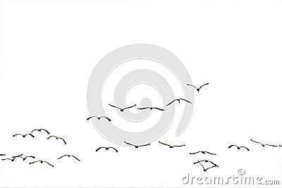 Flock flying to the sun(isolated). Stock Photo