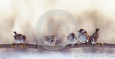 Flock of funny little birds sparrows are sitting on a branch in the garden and chirping Stock Photo