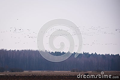 Flock of geese birds flying in the sky. Migratory birds Stock Photo
