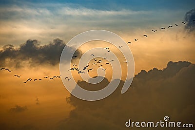 Flock of geese flying in the sky at sunset, Denmark Stock Photo