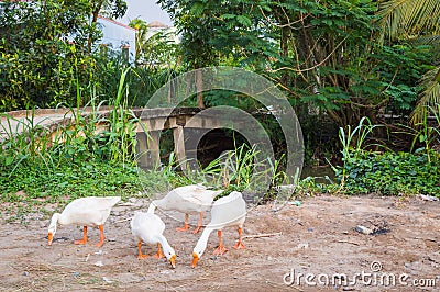 Flock of geese on the grass near the road Stock Photo