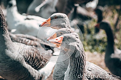 A flock of geese looks at the camera and poses. A family of beautiful grey Perigord geese with an orange beak. Portrait of a goose Stock Photo