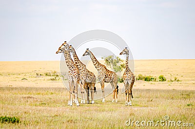 Flock of giraffes right facing a group of lions in the savannah Stock Photo