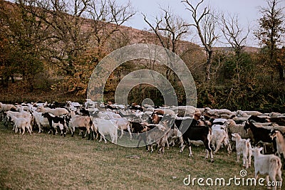 A flock of goat graze on a green field, the place a beautiful one Stock Photo