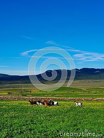 A flock of goats grazing peacefully in the countryside Stock Photo