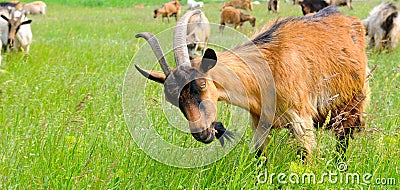 A Flock goats on a green meadow. Wide photo Stock Photo