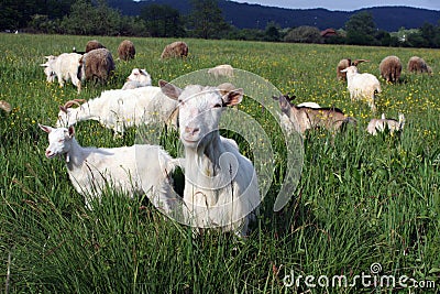 A flock of goats and sheep Stock Photo