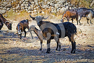 Flock of goats Stock Photo