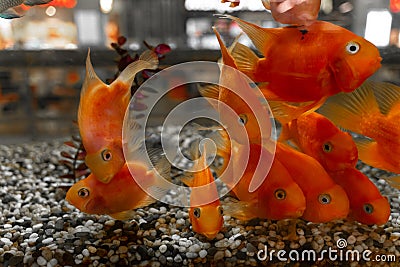 a flock of goldfish watching us from the aquarium Stock Photo