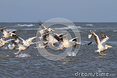 Flock of great pelicans taking flight Stock Photo