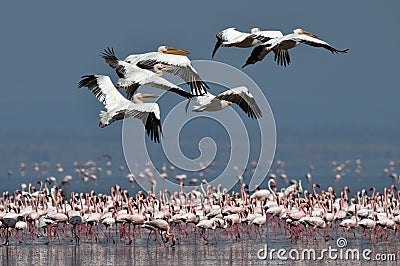 A flock of Great White pelicans flies over the colony of lesser flamingos. Scientific name: Pelecanus onocrotalus. Lake Natron. Ta Stock Photo