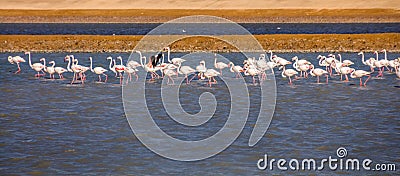 A flock of Greater Flamingos Phoenicopterus roseus in the Salt ponds of Eilat, South Israel Stock Photo