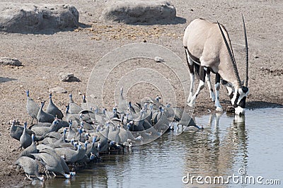 Flock of guineafowl drinking. Stock Photo