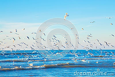 A flock of gulls over the sea Stock Photo