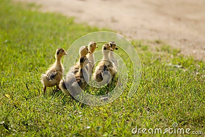 A bunch of fluffy little ducks Stock Photo