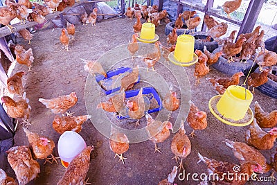 Flock of hens eating food with feeding and water plastic buckets inside of chicken coop in countryside farm Stock Photo