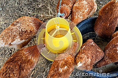 Flock of Hens eating rice bran on yellow tray in coop Stock Photo