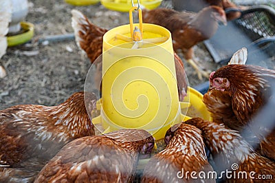 Flock of Hens eating rice bran on yellow tray in coop Stock Photo