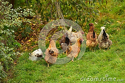 Flock of hens outdoor Stock Photo