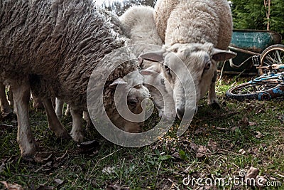 Flock herd of white sheeps some with a movement blur, with short wool, standing and eating, graxing in the grass land of a pasture Stock Photo