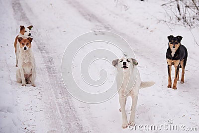 A flock of homeless dogs on the road in the forest in winter Stock Photo