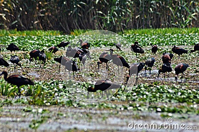 Flock of ibis birds (Plegadis falcinellus) Stock Photo