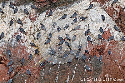 A Flock of Inca Terns on a Rocky Island Stock Photo