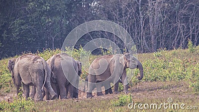 Group of Indian Elephants in Prairie Stock Photo
