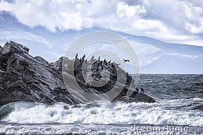 Flock of Japanese cormorants on a rock. South Kuriles Stock Photo