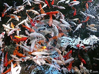 A flock of Japanese multi-colored carp. Stock Photo
