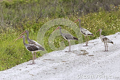 Juvenile American White Ibises On A Dirt Trail Stock Photo